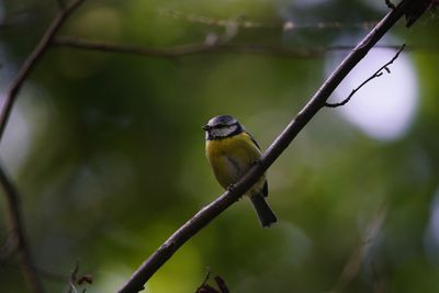 Bird perching on a branch