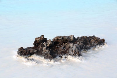 Trees on rocks by sea against sky