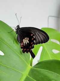 Butterfly on leaf