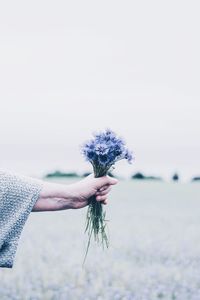 Cropped hand of woman holding flowers against clear sky