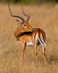 Side view of deer on field