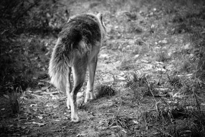 Wolf walking away in the field