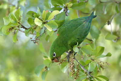 Close-up of a bird on branch