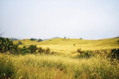 Scenic view of field against clear sky