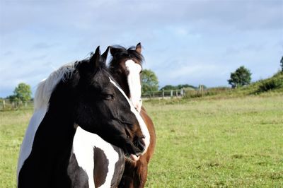 View of a horse on field