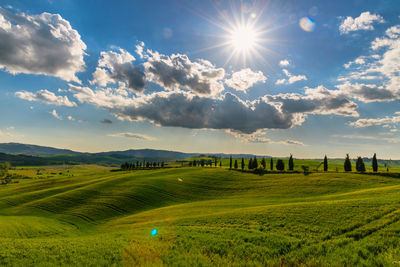 Scenic view of agricultural field against sky