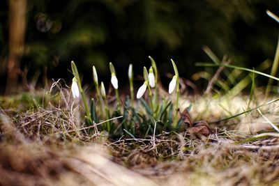 Close-up of flowering plants on field