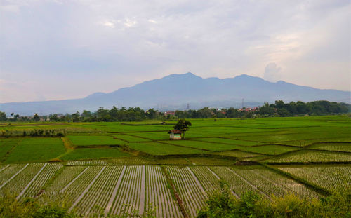 The rice field in the south of bandung is getting narrowed since the growing of industry and tourism
