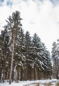 Pine trees in forest against sky during winter