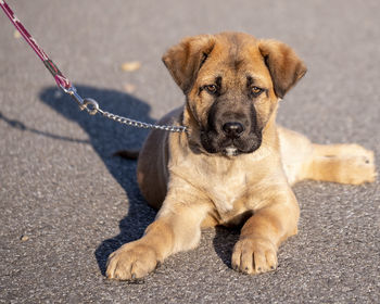 Portrait of puppy