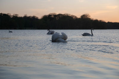 Swan floating on virginia water lake at sunset