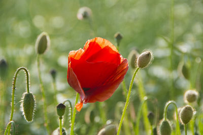 Close-up of red poppy flower