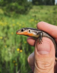 Close-up of a hand holding lizard