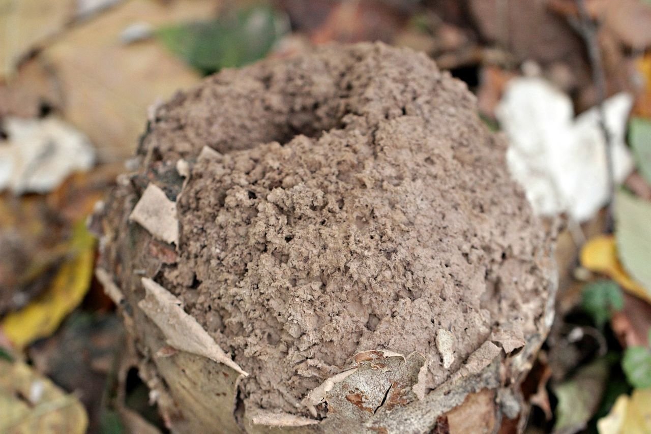 CLOSE-UP OF DEAD PLANT ON FIELD