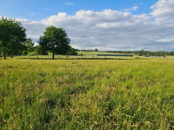 Scenic view of agricultural field against sky