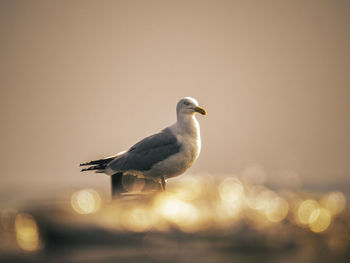 Seagull perching on a sea