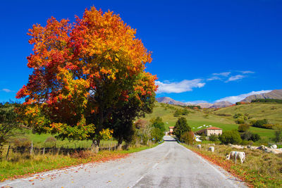 Road amidst trees against sky during autumn