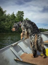 Side view of a dog