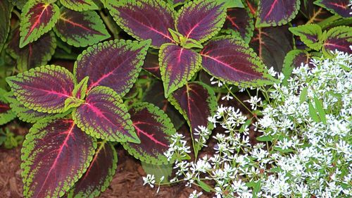 High angle view of green leaves on plant