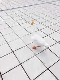 View of bird on field