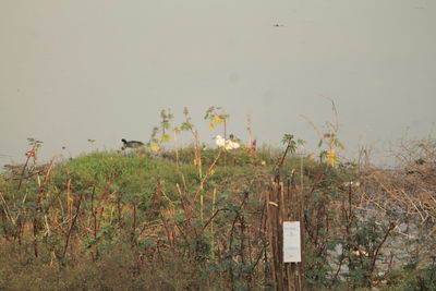 Plants growing in water against sky