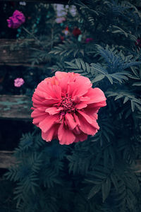 High angle view of pink flower