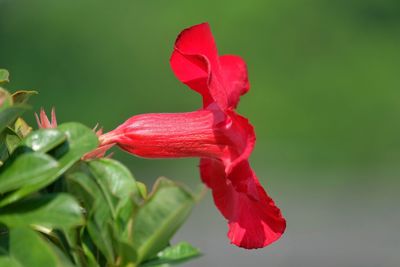 Close-up of red flower