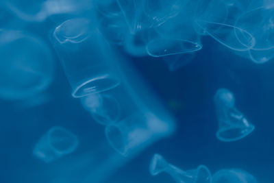 Close-up of jellyfish in sea