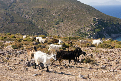 Group of goats walking the hill in patmos, greece