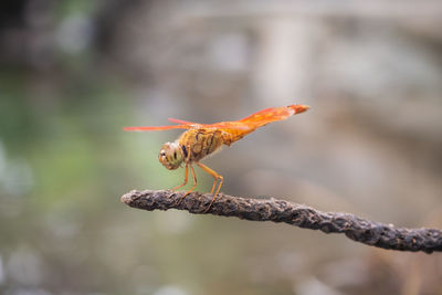 Close-up of insect on twig