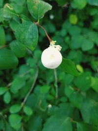 Close-up of white flowering plant