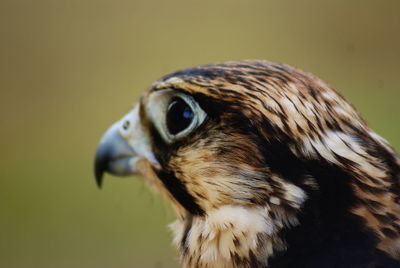 Close-up of a bird looking away