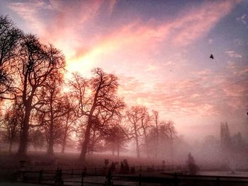 Bare trees on landscape at sunset