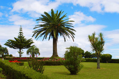 Palm trees on field against sky