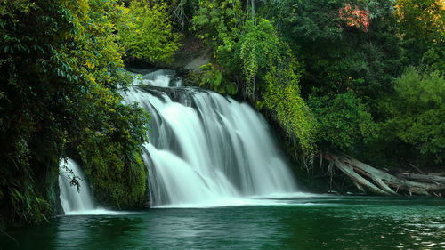 Scenic view of waterfall in forest