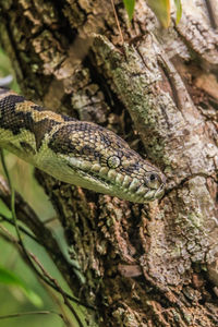 Close-up of lizard on tree trunk