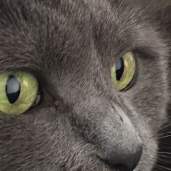 Close-up portrait of cat