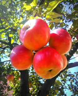 Low angle view of apples on tree