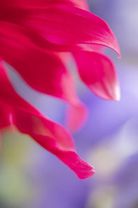 Close-up of pink rose flower