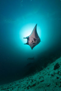 Fish swimming in sea