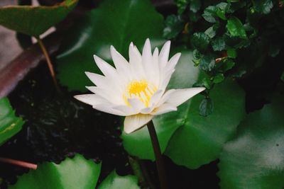 Close-up of water lily blooming outdoors