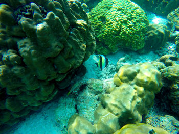 High angle view of coral swimming in sea