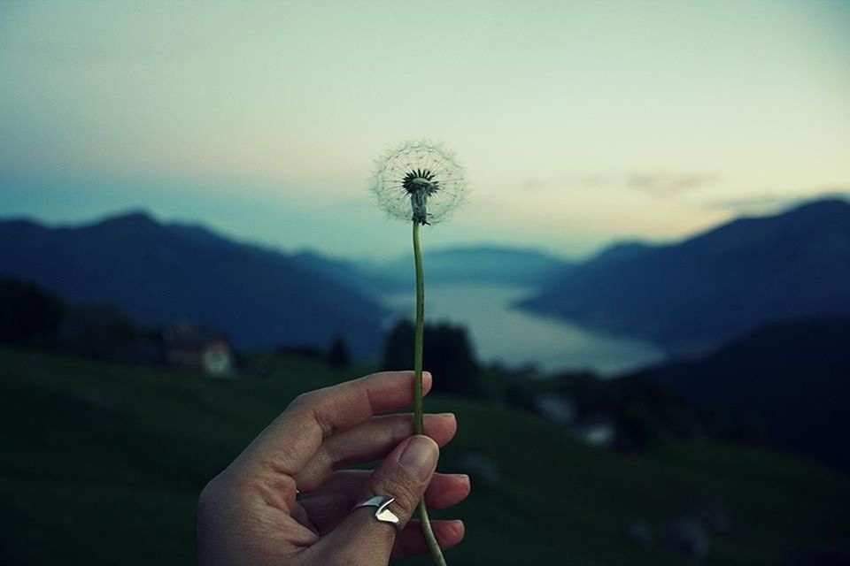 person, holding, flower, dandelion, sky, part of, human finger, nature, stem, fragility, focus on foreground, beauty in nature, cropped, leisure activity, freshness, lifestyles, unrecognizable person