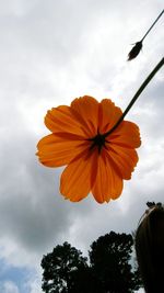 Low angle view of flower against sky