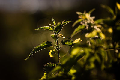 Close-up of leaves