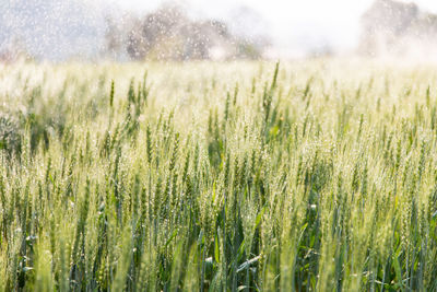 Crops growing on field