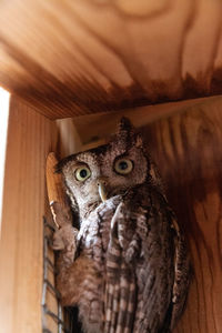 Alert female eastern screech owl megascops asio in a nest box in bonita springs, florida