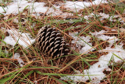 Close-up of pine cone on grass