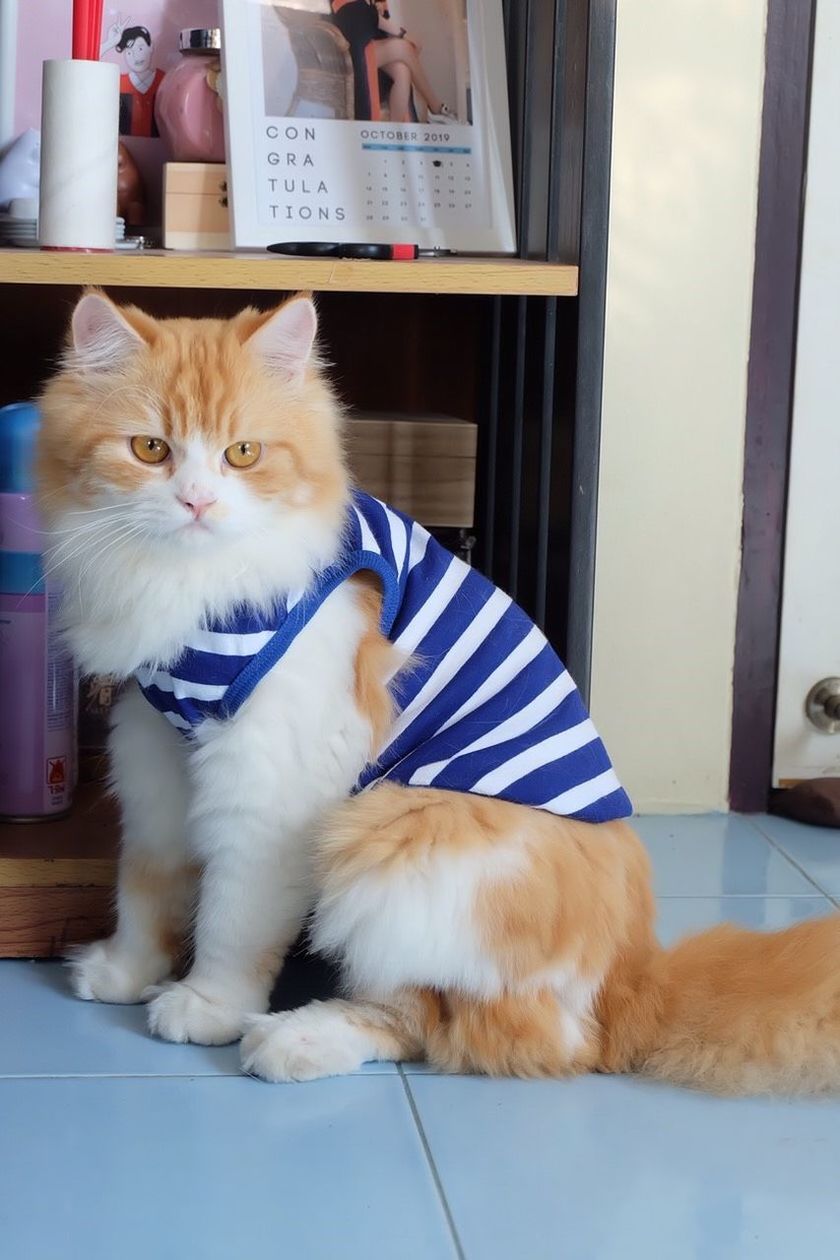 CAT SITTING ON TABLE AT HOME