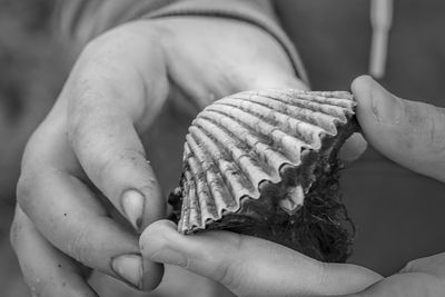 High angle view of person holding seashell